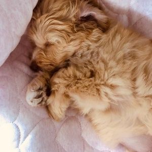 Meet your Posher, Amelia